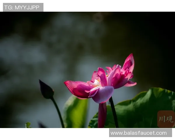 成都滑板队的文化认同与青年意识的交融探讨 成都滑板队的文化认同与青年意识的交融探讨
