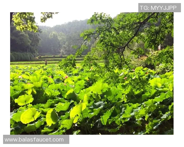 深度对话：杨敏如何在DOTA2的世界中追寻梦想与成长